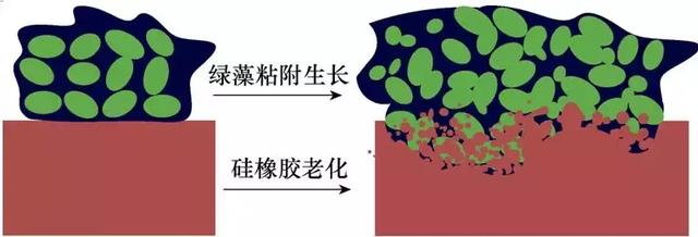 綠藻對電網復合絕緣子有何影響？華南理工大學發布研究成果